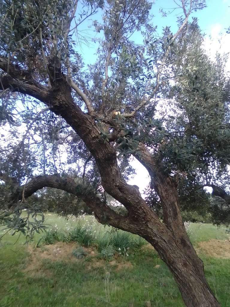 A louer 150 arbres d'olive 