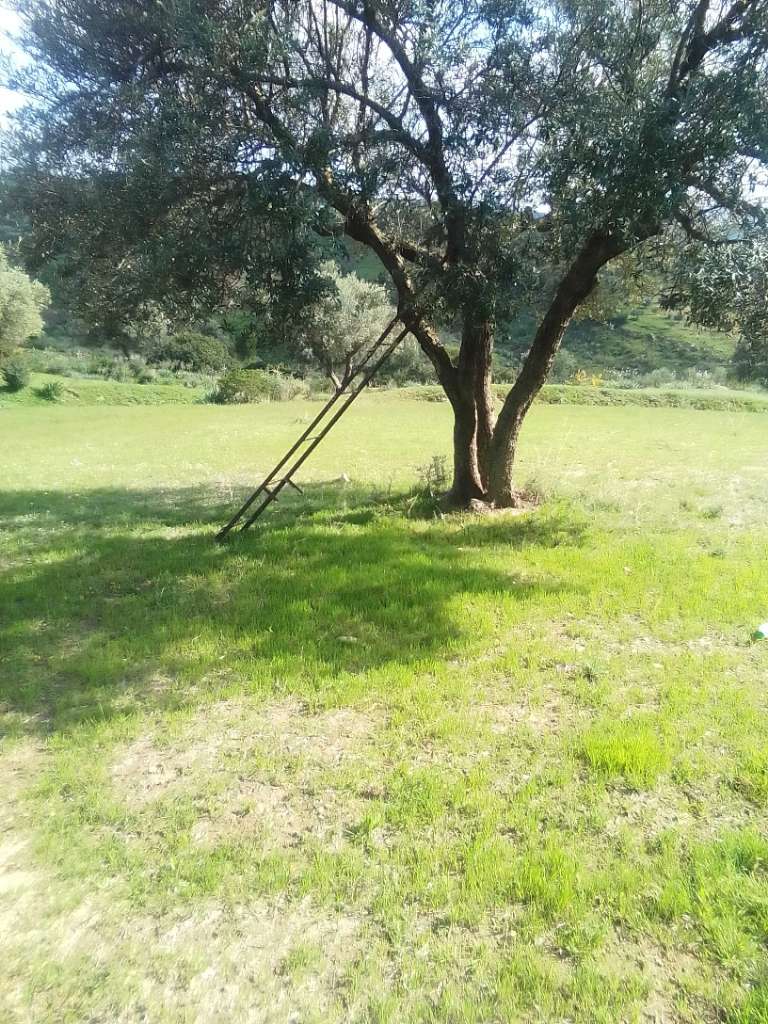 A louer 150 arbres d'olive 