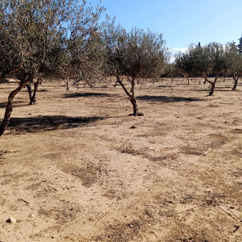 أرض للبيع بالقلعة الكبرى سوسة