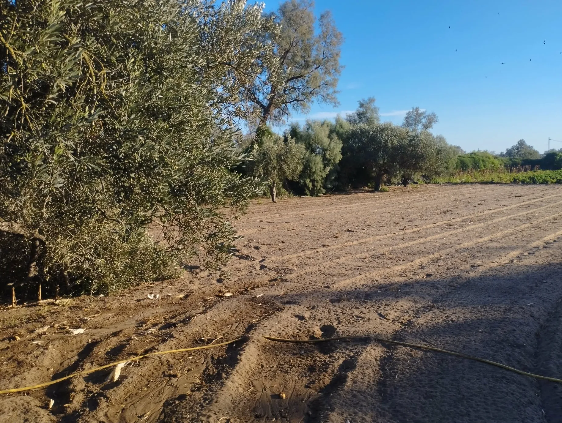 Terrain à Vendre -Plage Tazarka- 