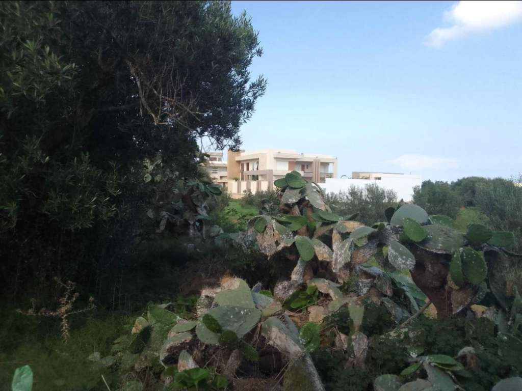 Terrain a vendre a tantana chatt meriem