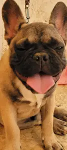 Bulldog français 
