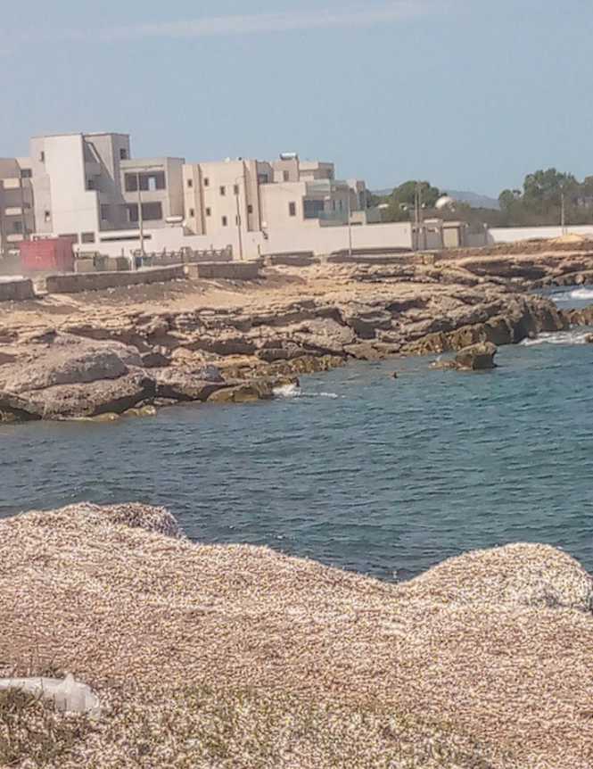 فرصة لشراء الارض على بحر فى موقع جميل