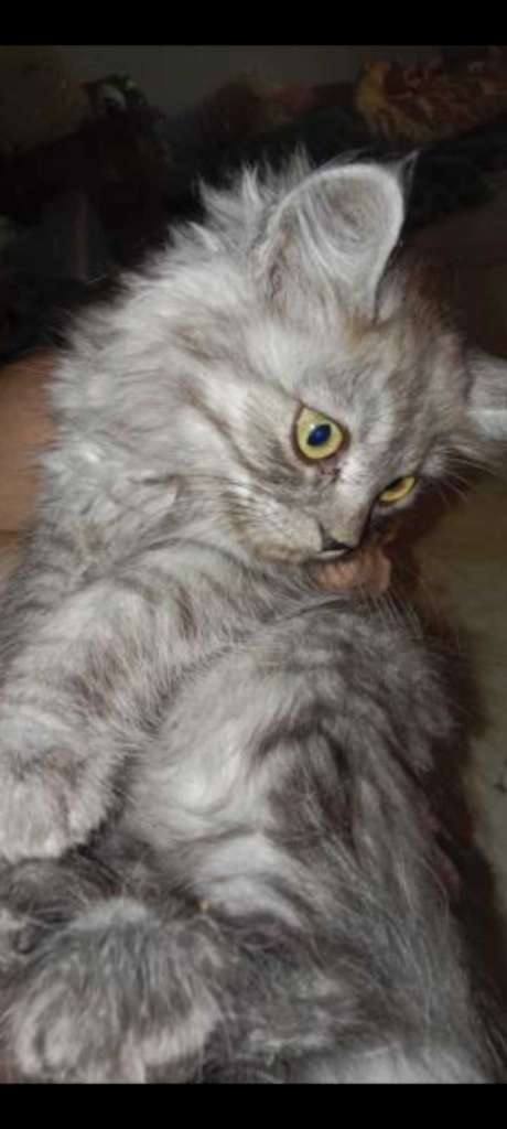 A vendre . 