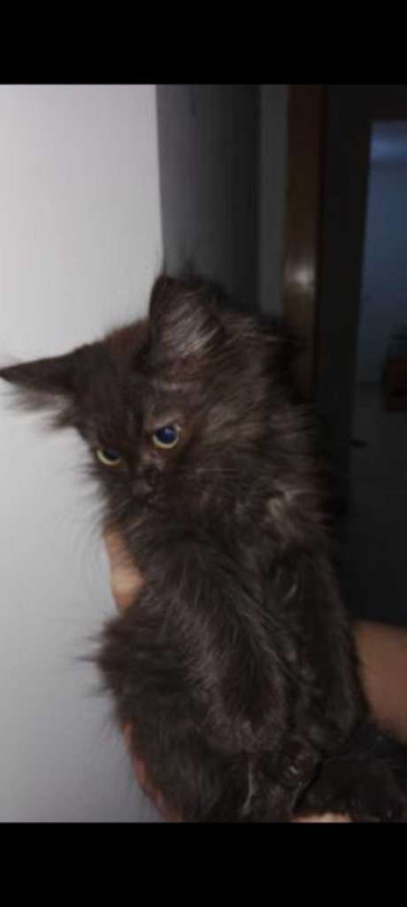 A vendre . 