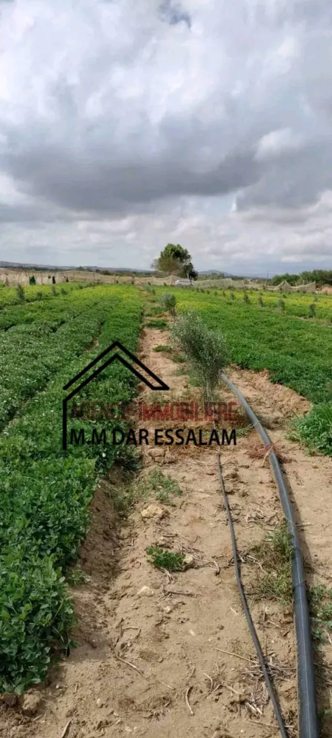 terrain contenant plusieurs arbres à vendre 