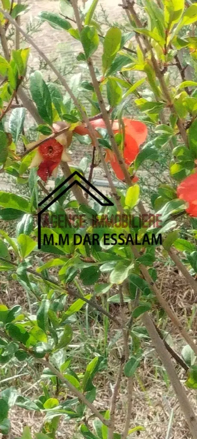 terrain contenant plusieurs arbres à vendre 