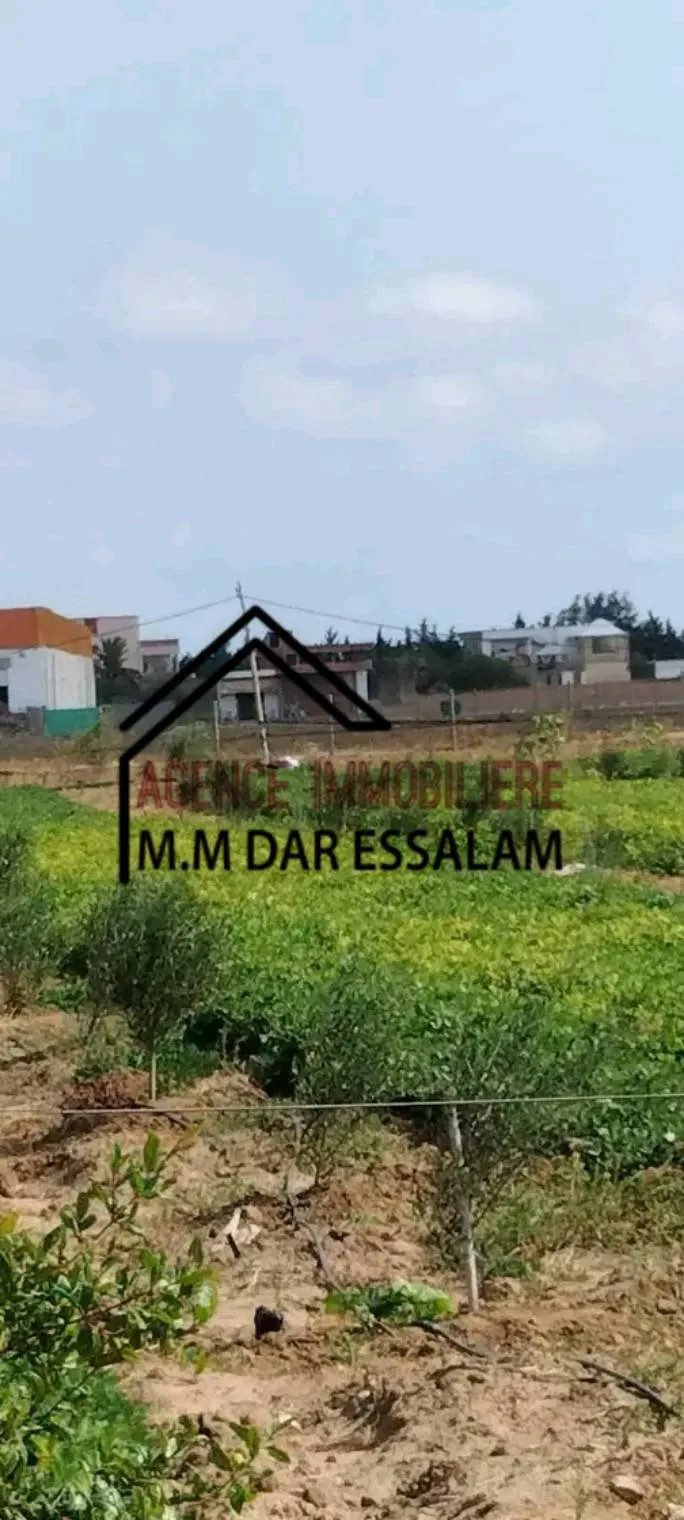 terrain contenant plusieurs arbres à vendre 