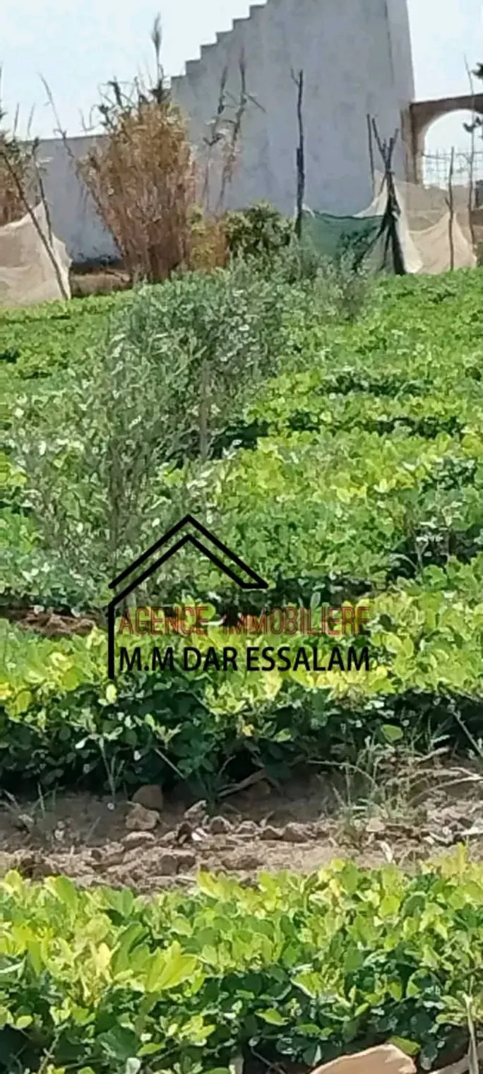 terrain contenant plusieurs arbres à vendre 