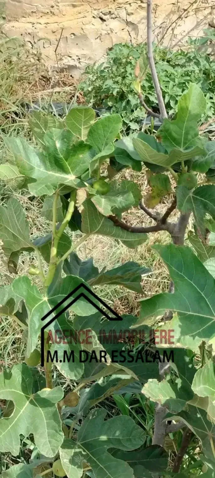 terrain contenant plusieurs arbres à vendre 