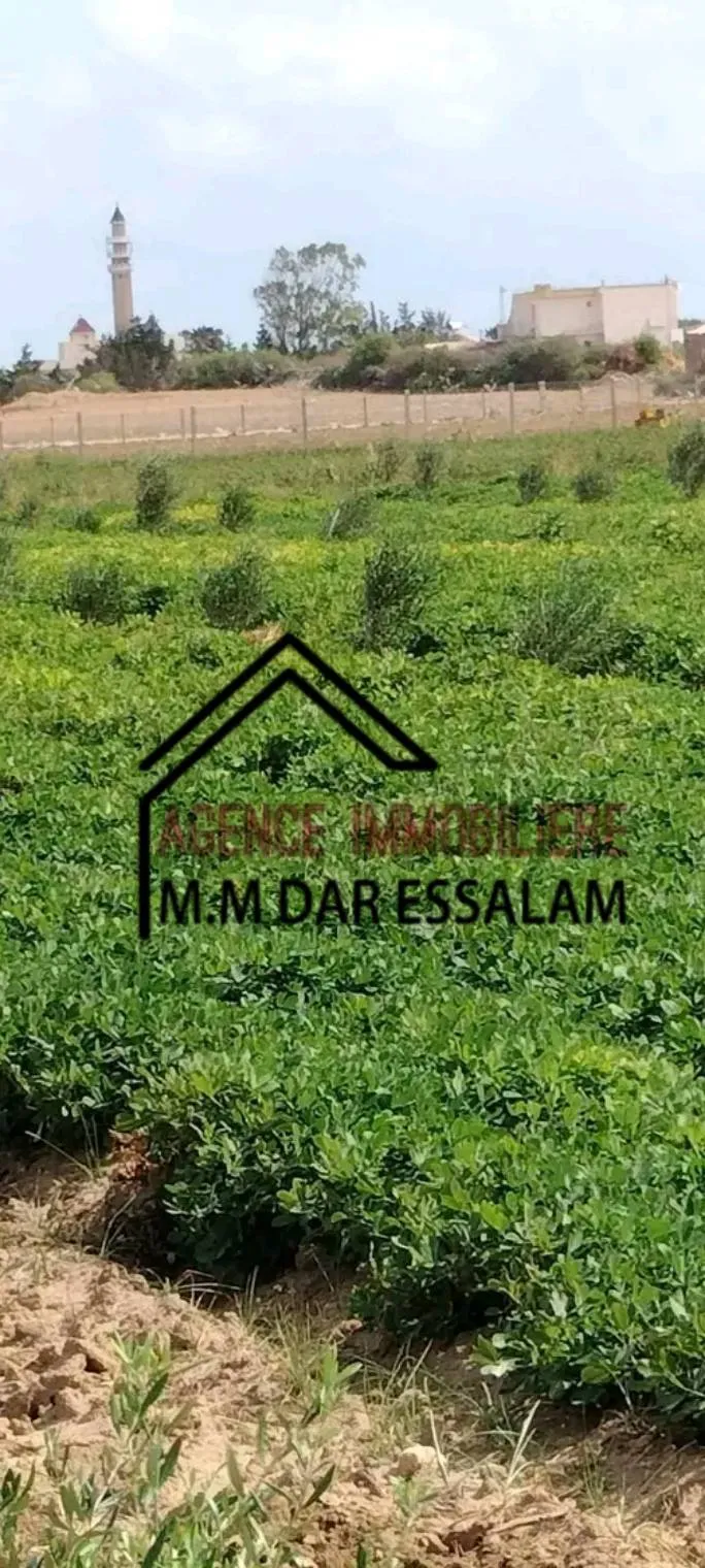 terrain contenant plusieurs arbres à vendre 