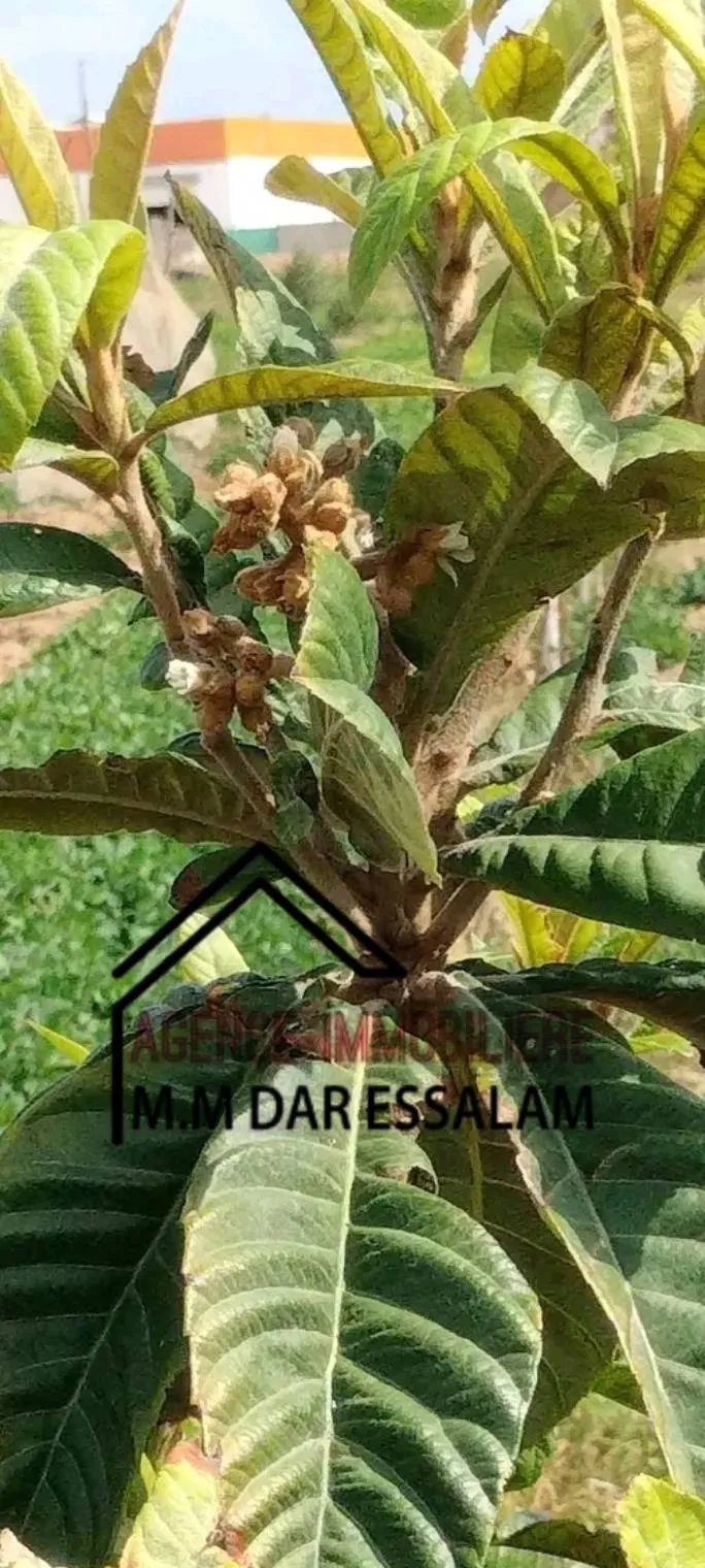 terrain contenant plusieurs arbres à vendre 