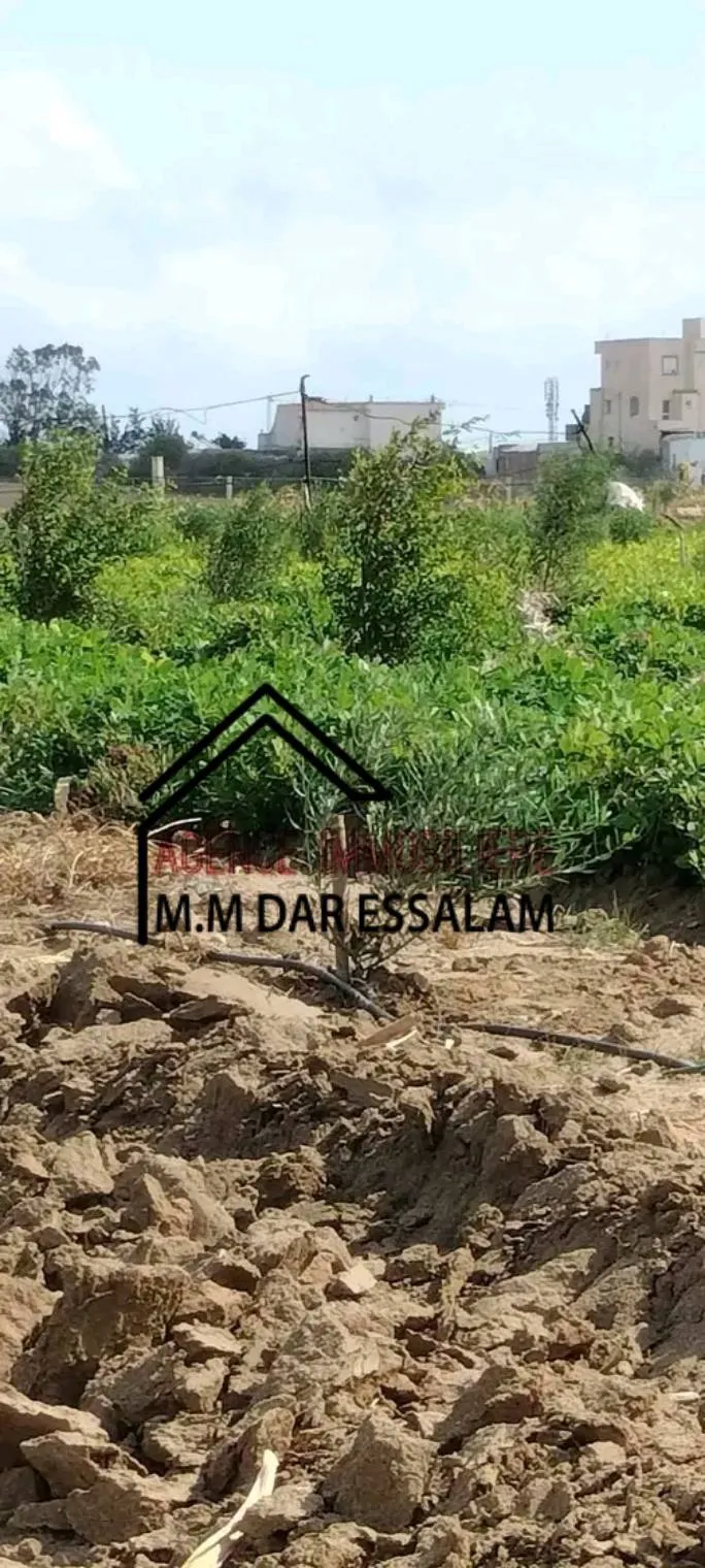 terrain contenant plusieurs arbres à vendre 