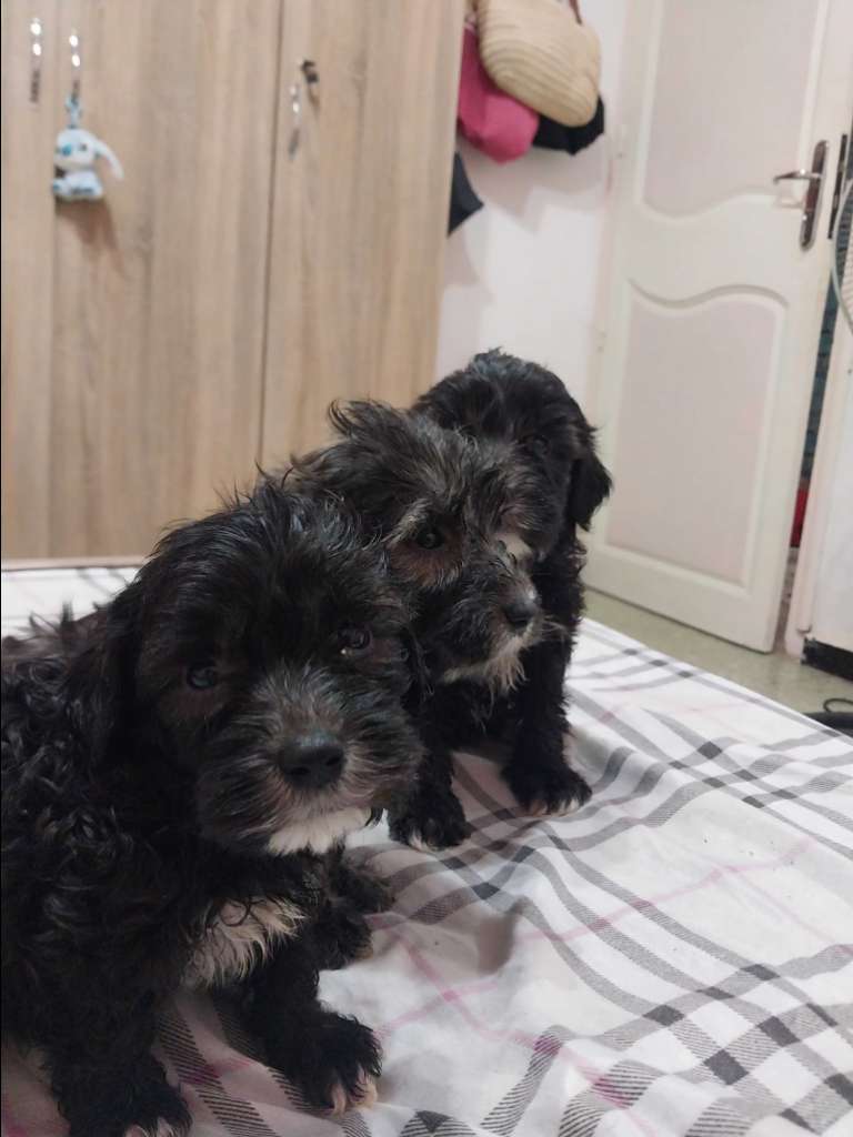 Caniche bichon