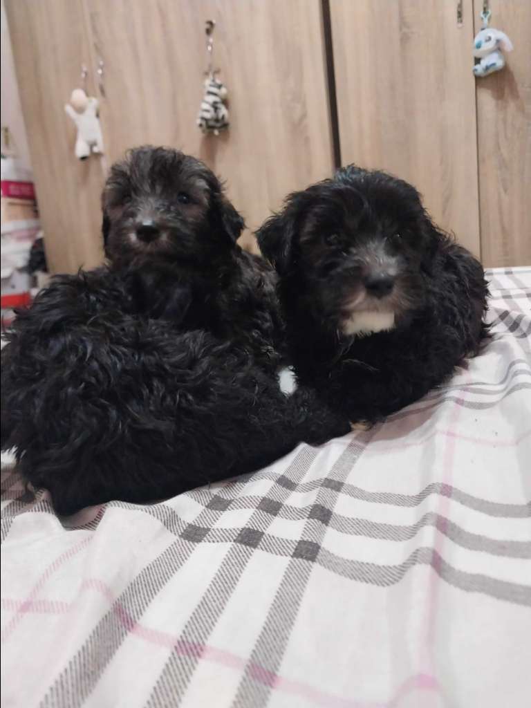 Caniche bichon
