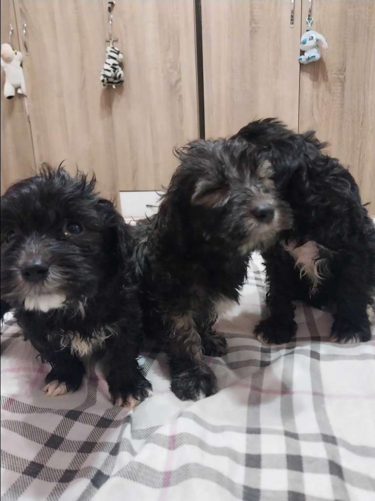 Caniche bichon