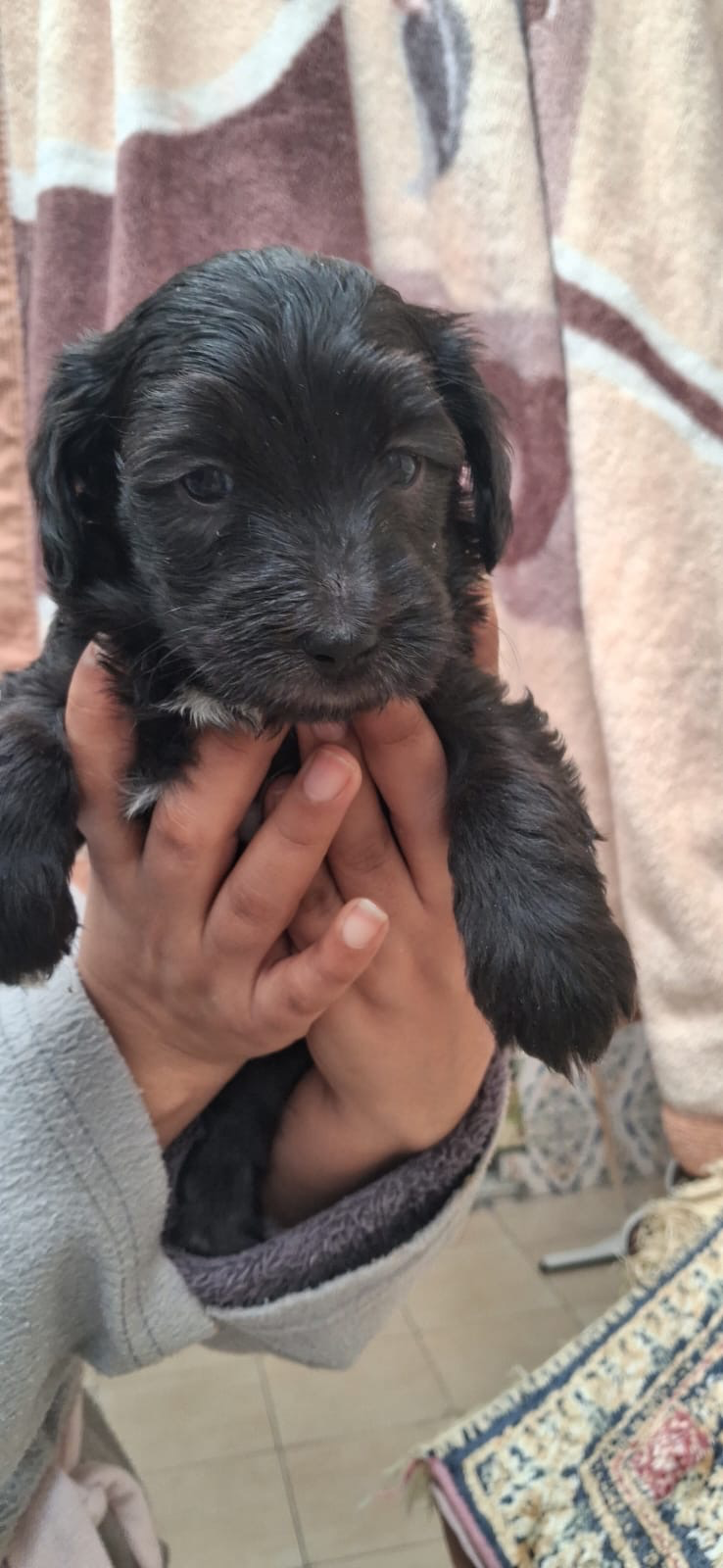 Chiots bichon caniche