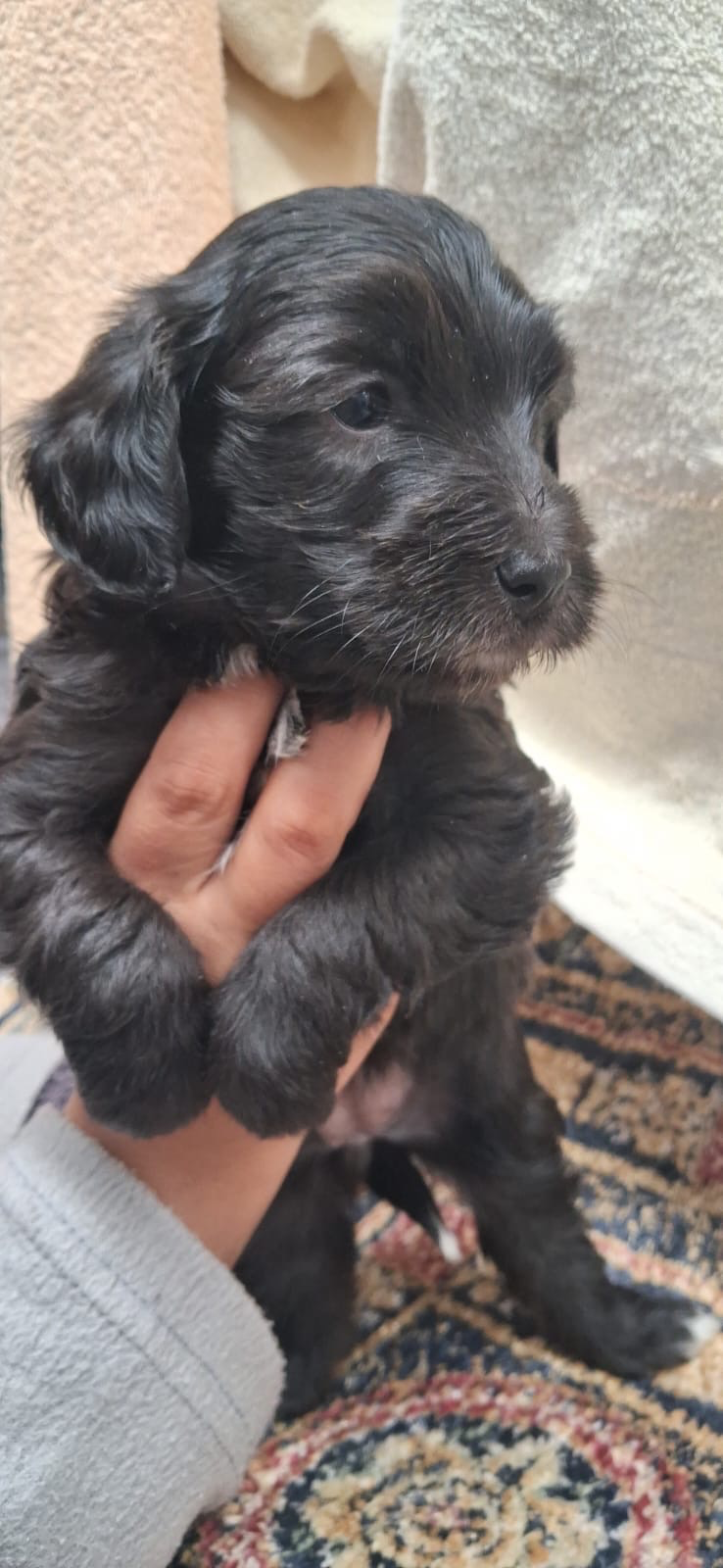 Chiots bichon caniche