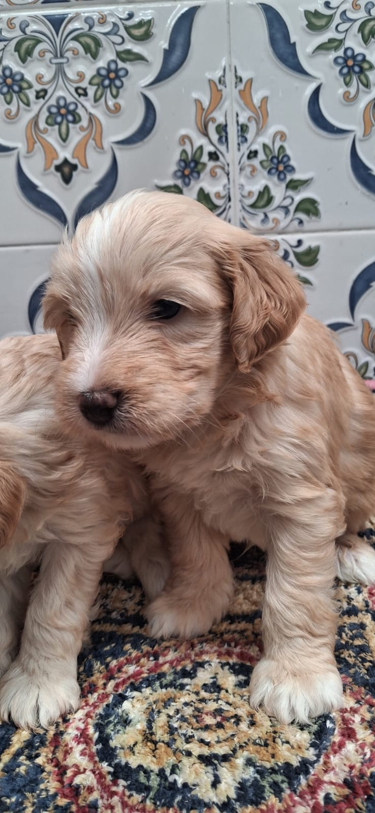 Chiots bichon caniche