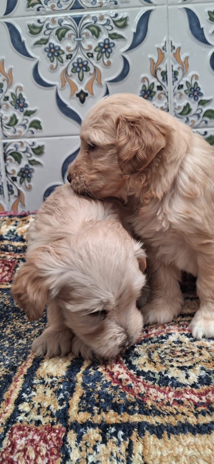 Chiots bichon caniche