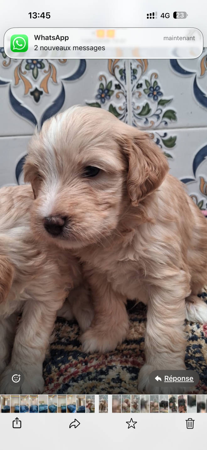 Chiots bichon caniche