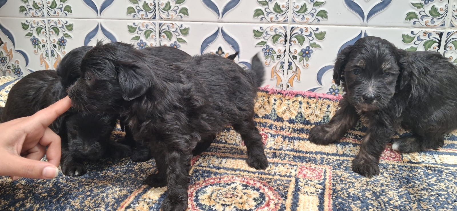 Chiots bichon caniche