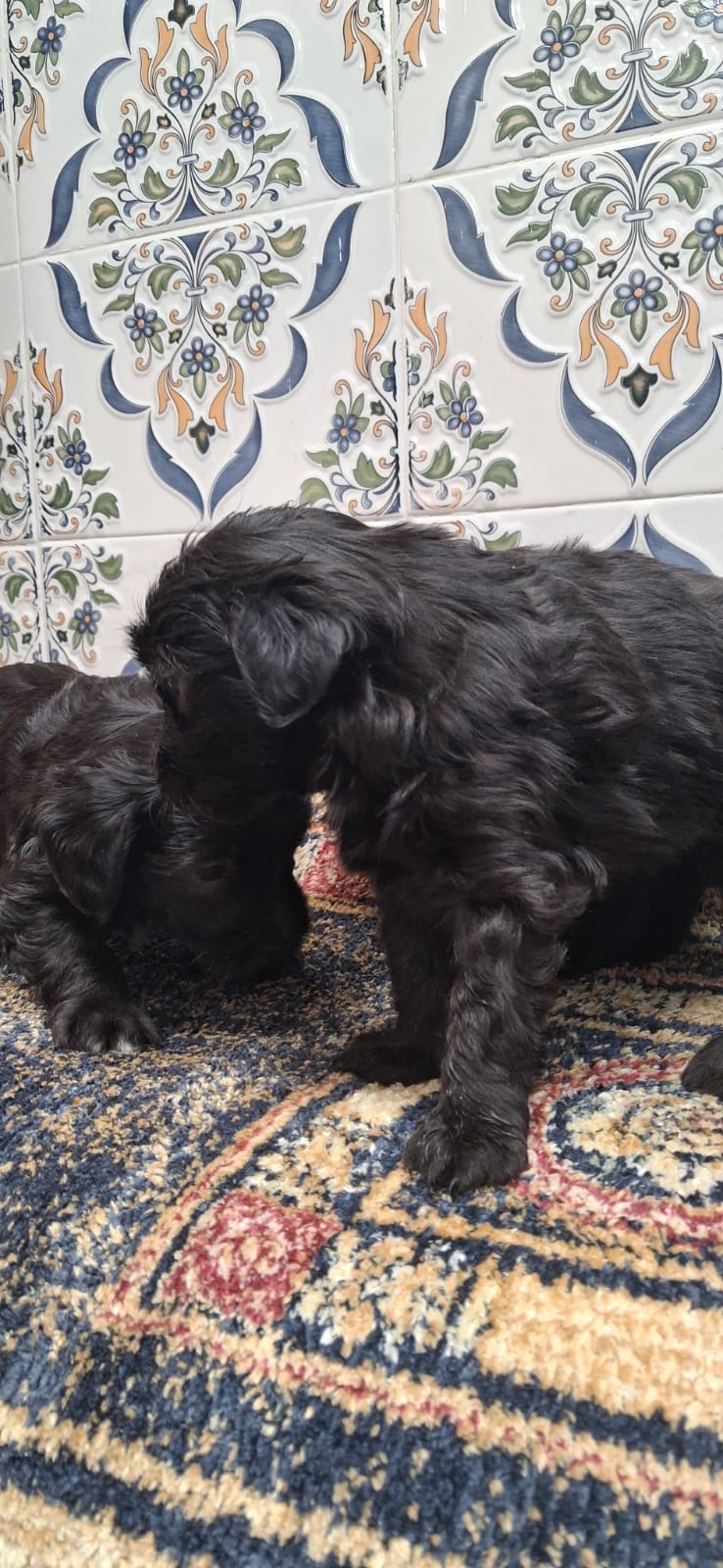 Chiots bichon caniche