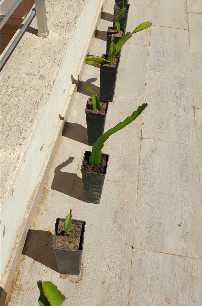Plante de pitaya ( fruits du dragon)
