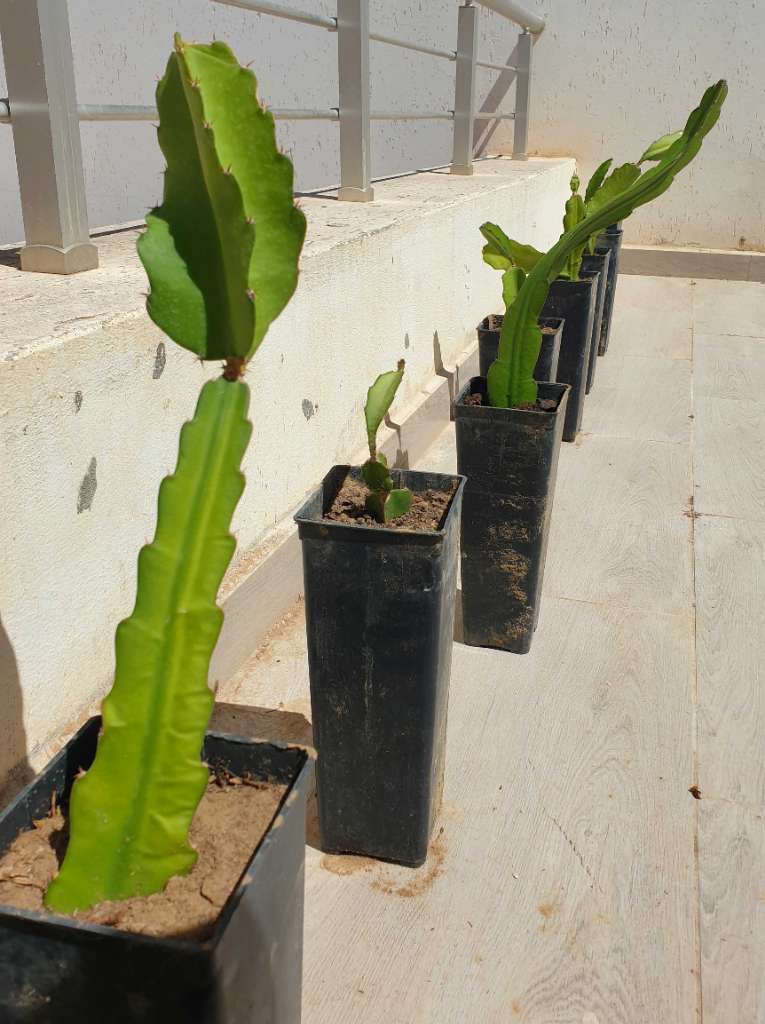 Plante de pitaya ( fruits du dragon)