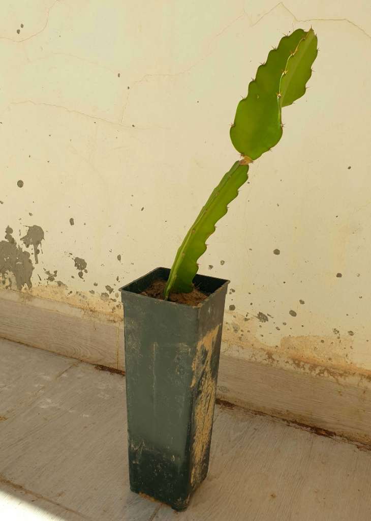 Plante de pitaya ( fruits du dragon)