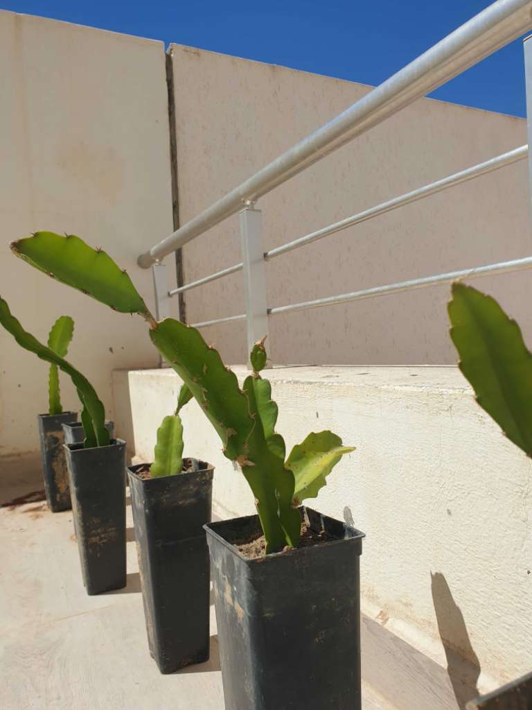 Plante de pitaya ( fruits du dragon)