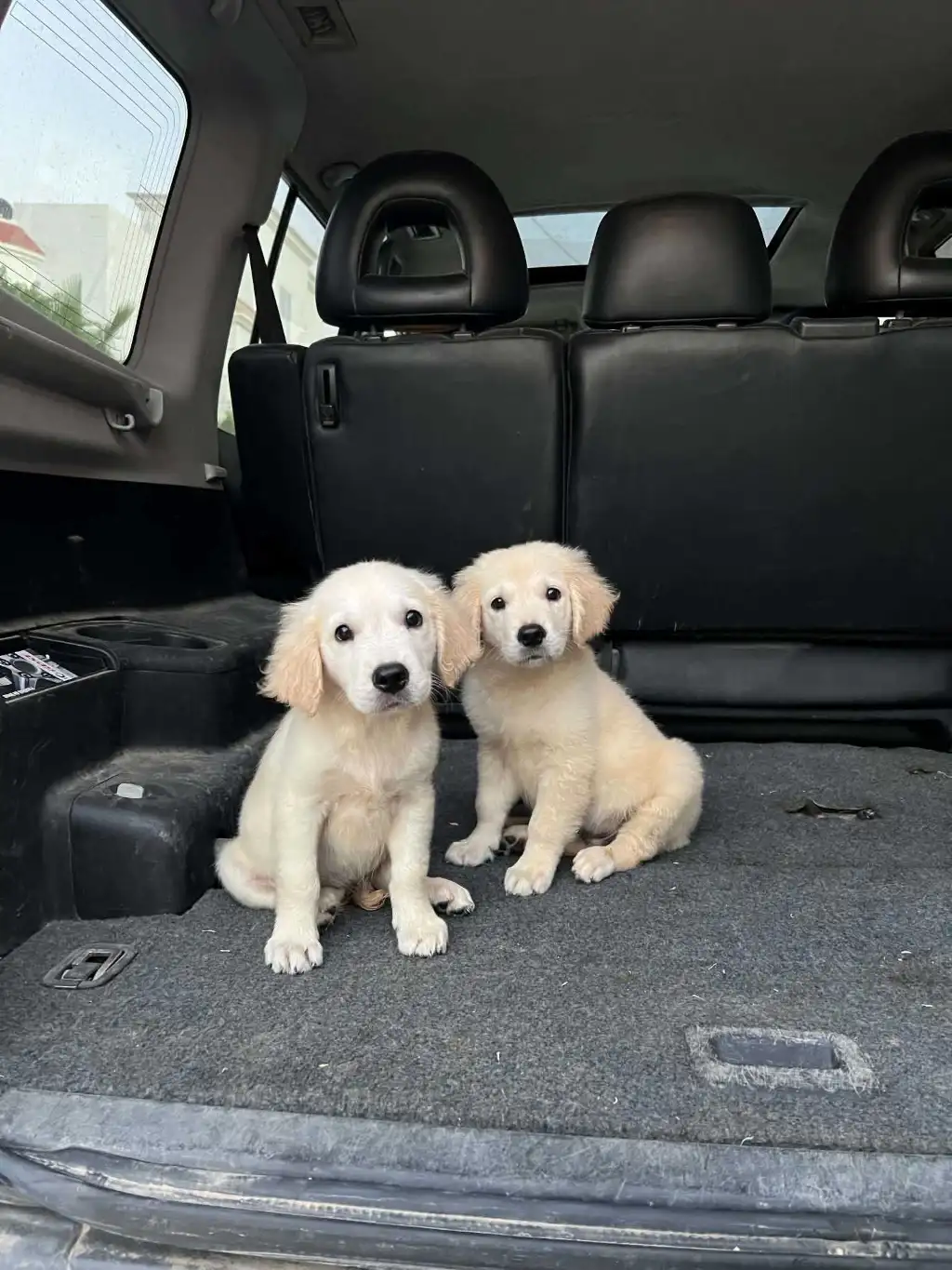Des chiots Golden Retriever
