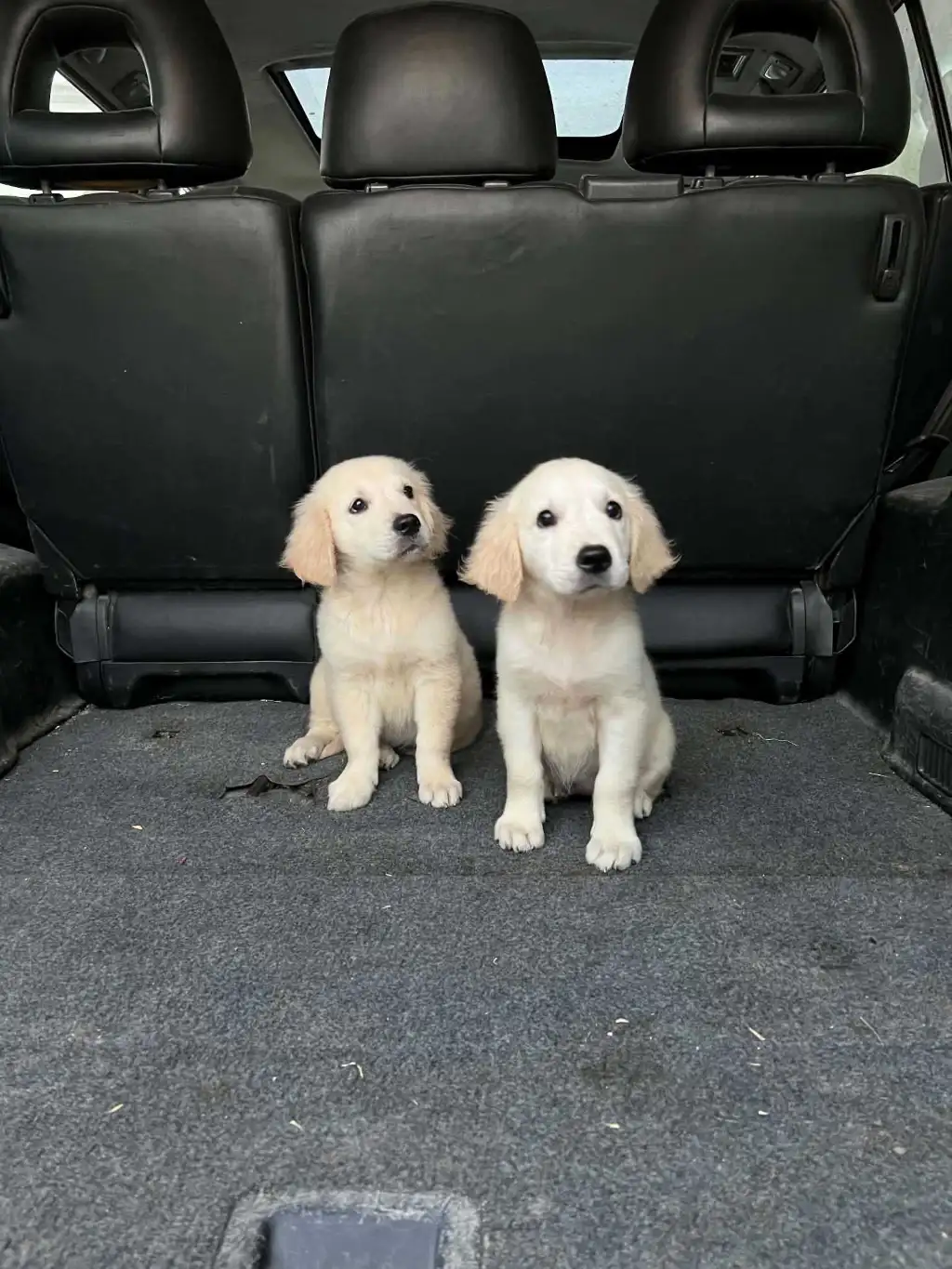 Des chiots Golden Retriever