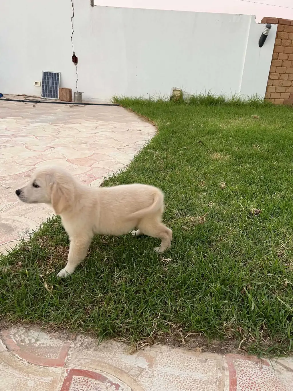 Des chiots Golden Retriever