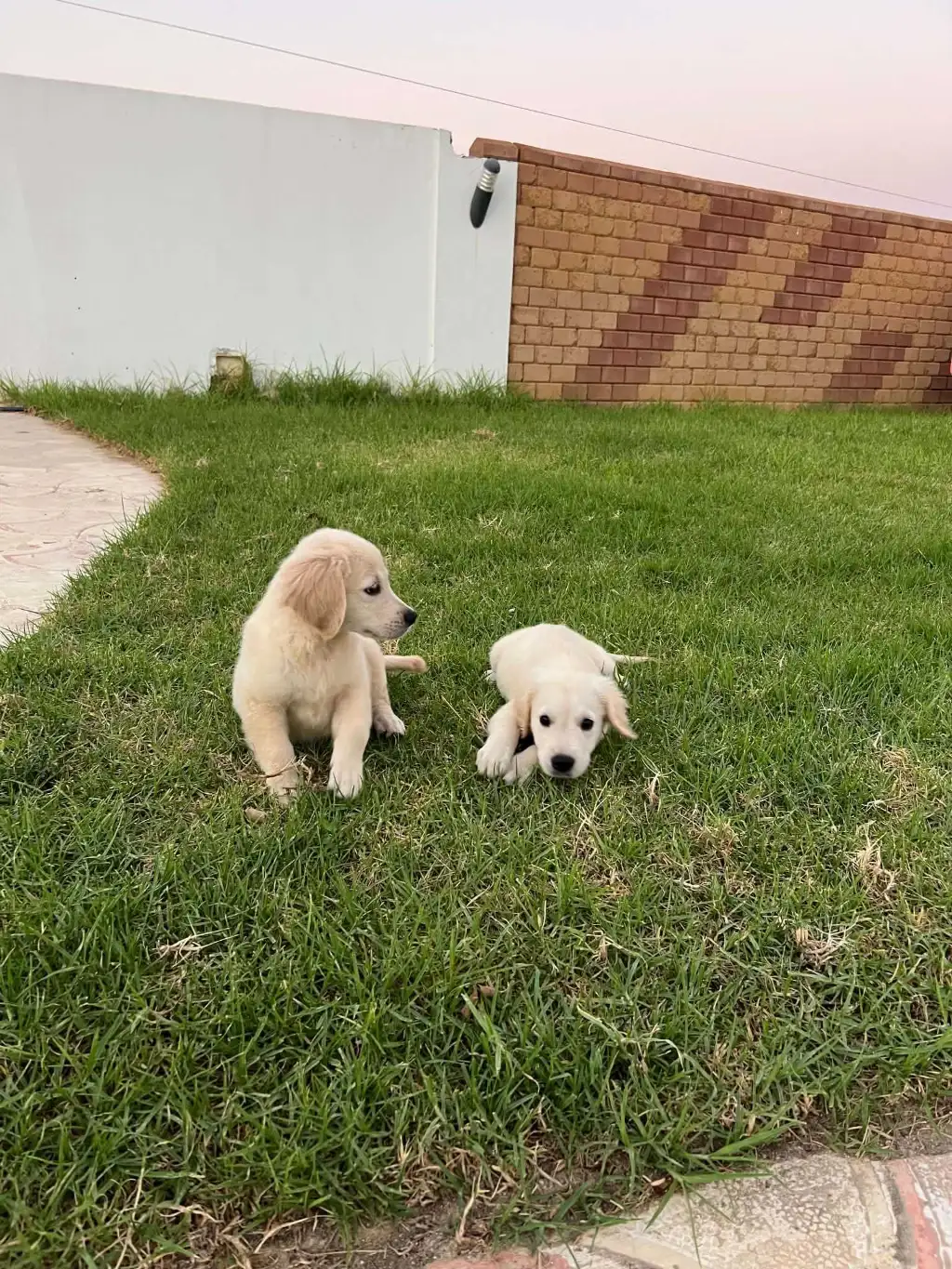 Des chiots Golden Retriever