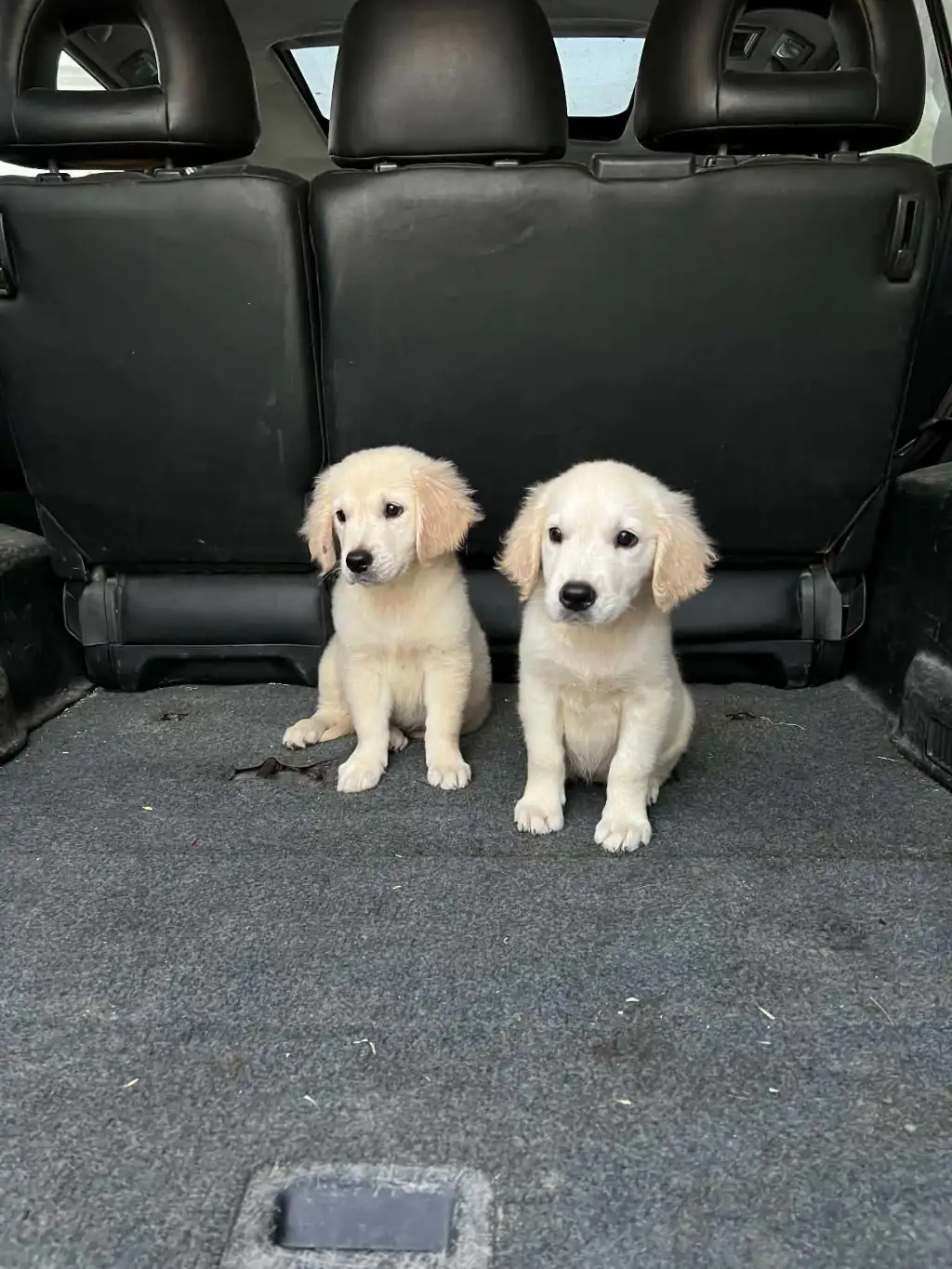 Des chiots Golden Retriever