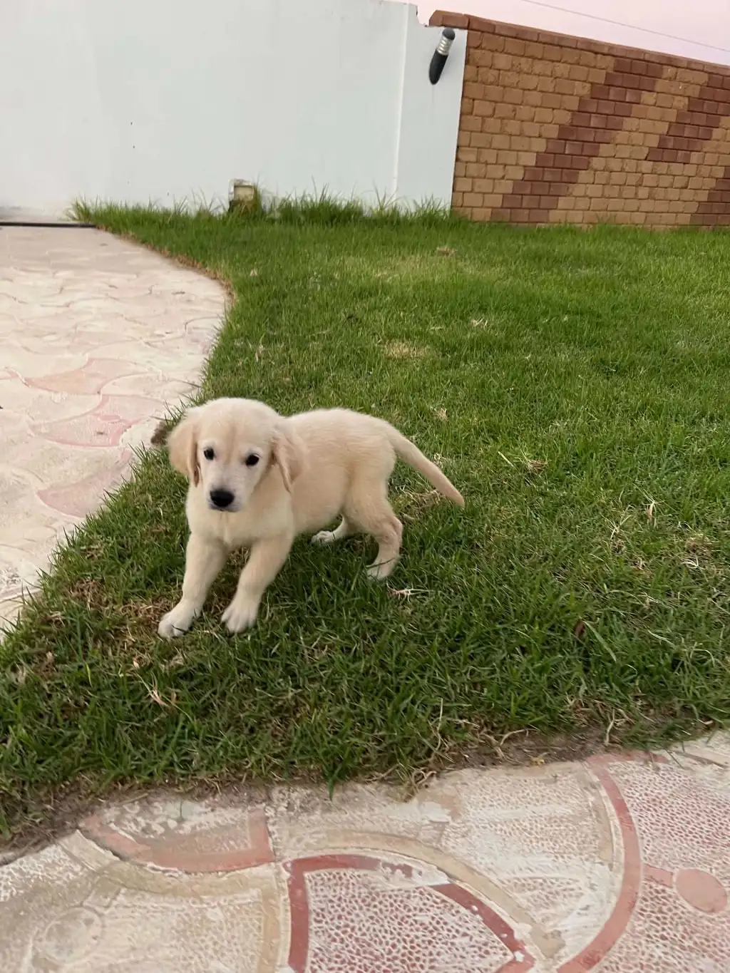 Des chiots Golden Retriever
