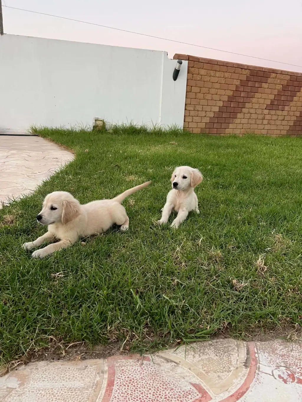 Des chiots Golden Retriever