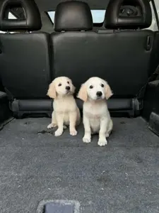 Des chiots Golden Retriever 