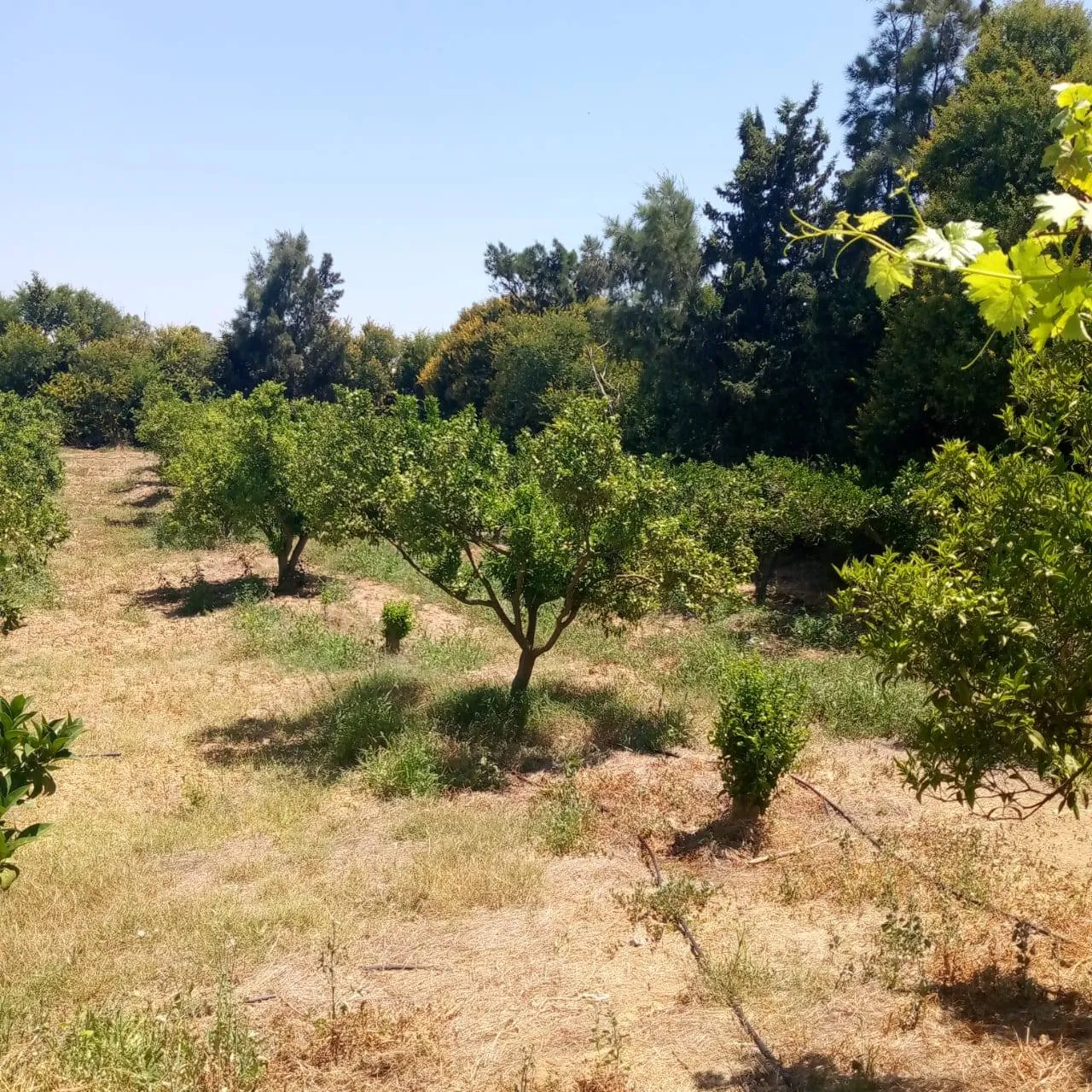 للبيع سانية في مغراوة بنزرت