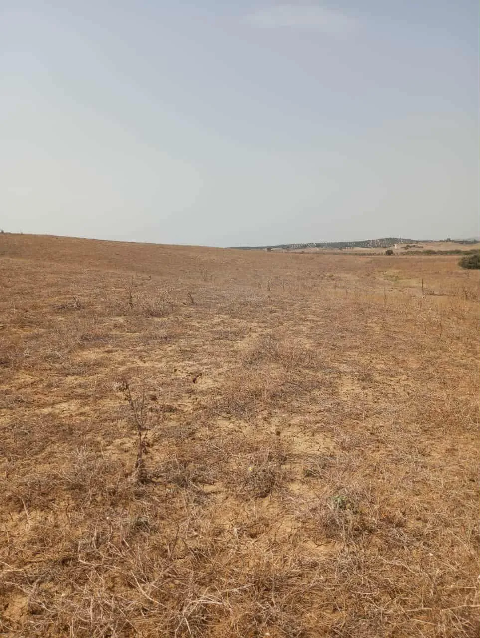 AV terrain de 7 hectares à zaghouan