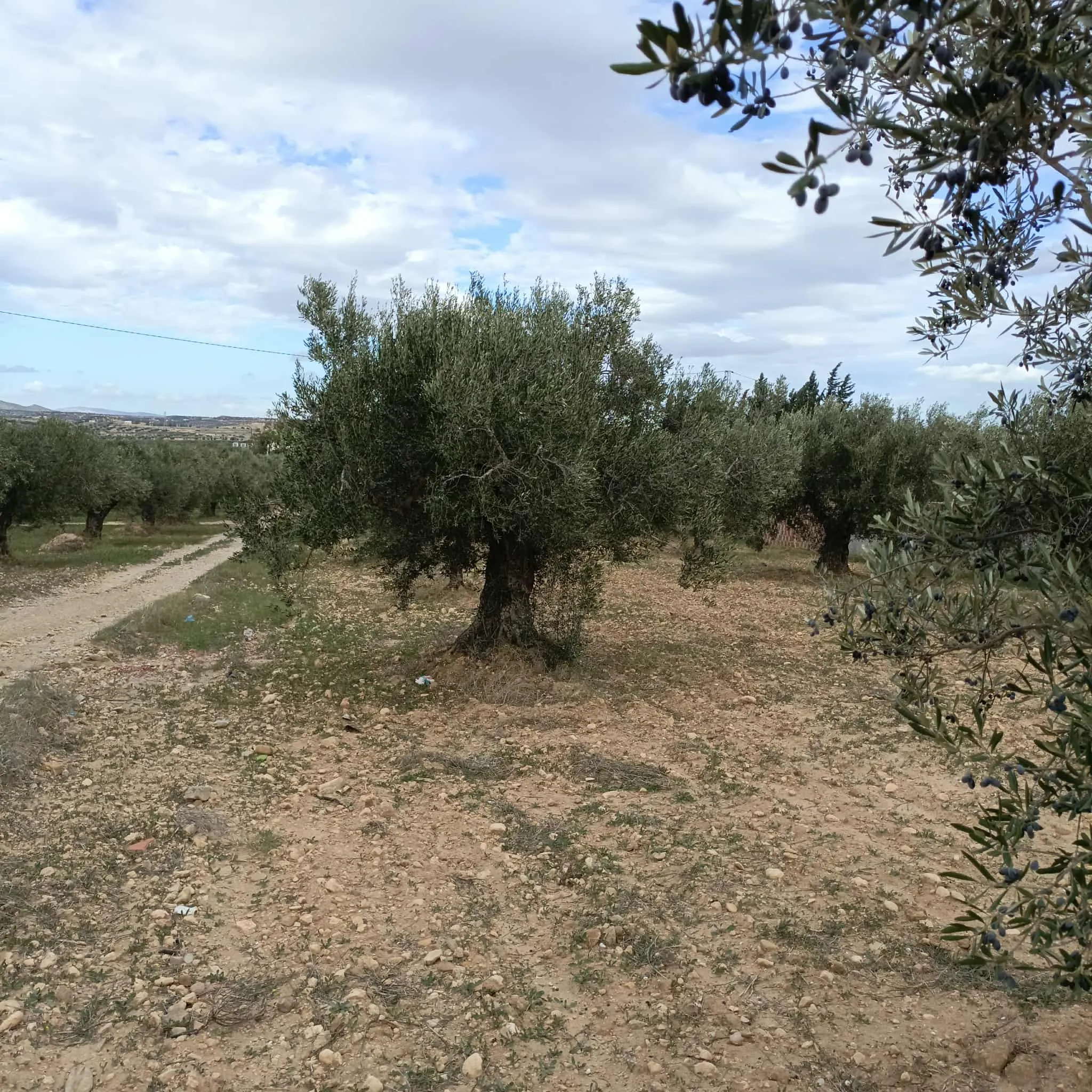 av hectare sur la route principale entre boucha et Zaghouan 99958728