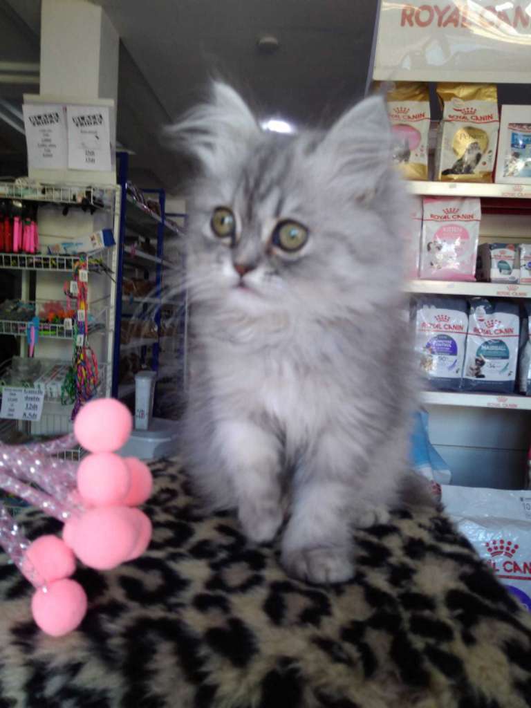 Chat persan chinchilla 2moi 58692102