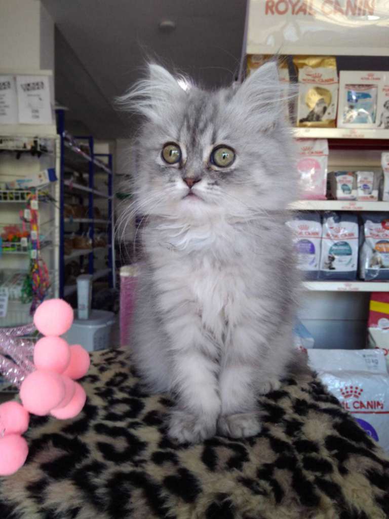 Chat persan chinchilla 2moi 58692102