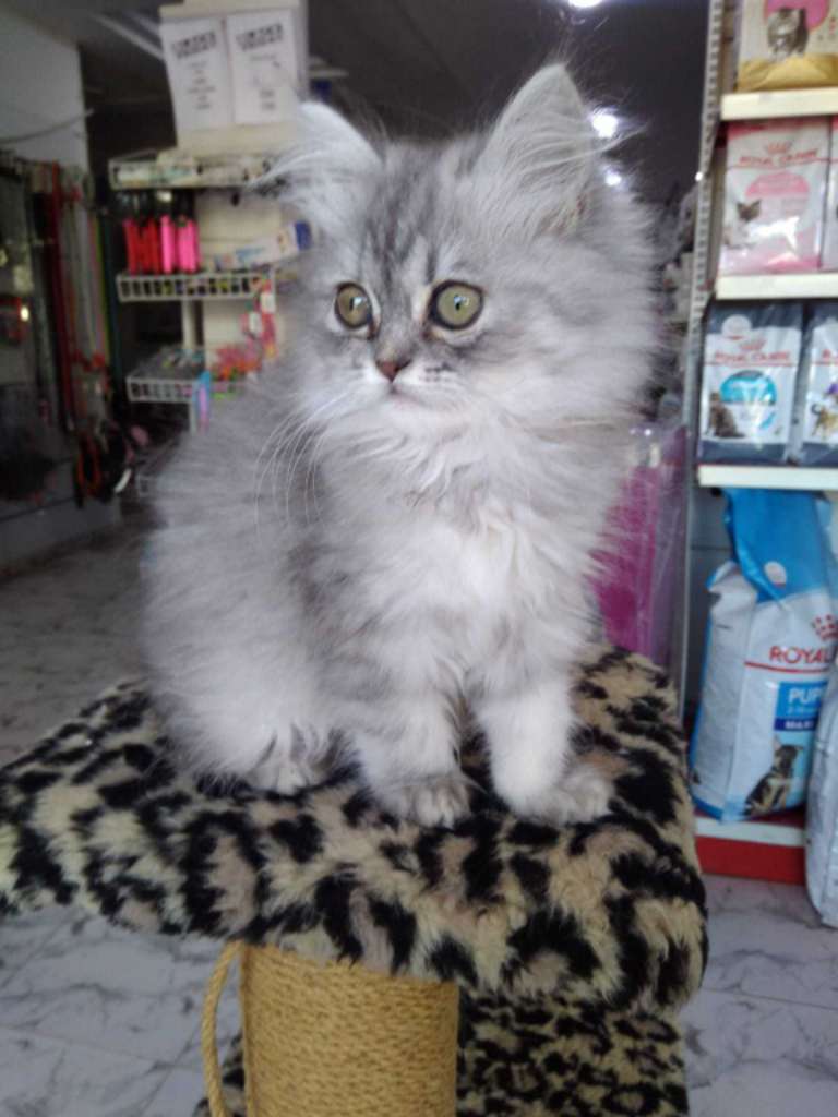 Chat persan chinchilla 2moi 58692102