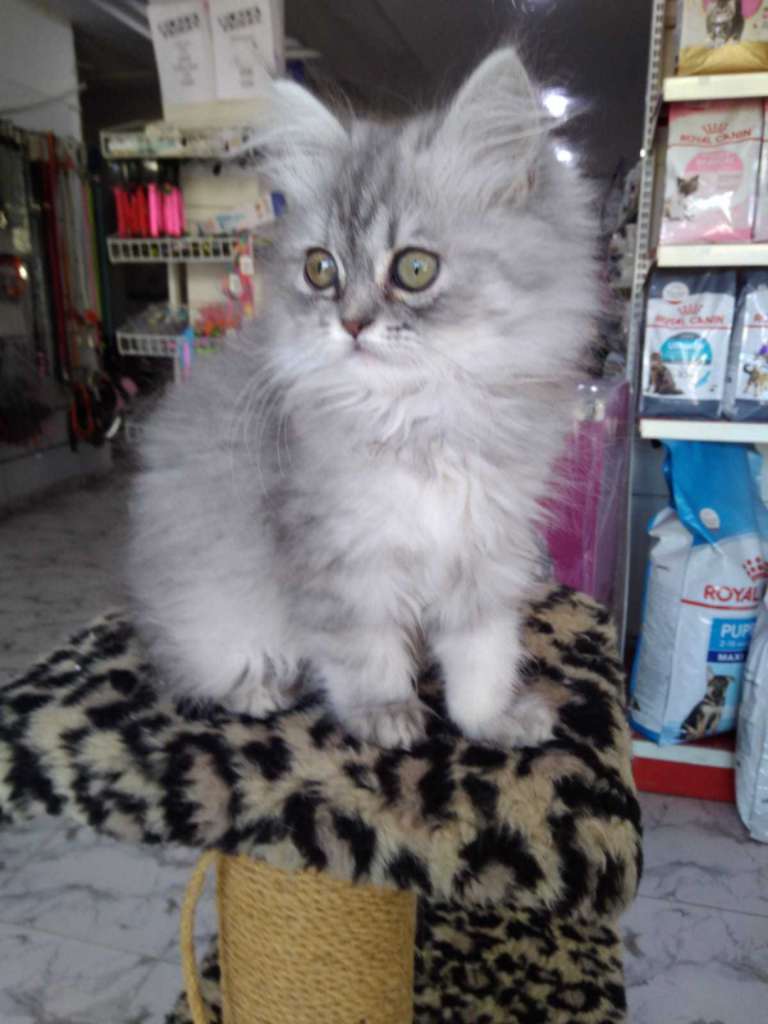 Chat persan chinchilla 2moi 58692102