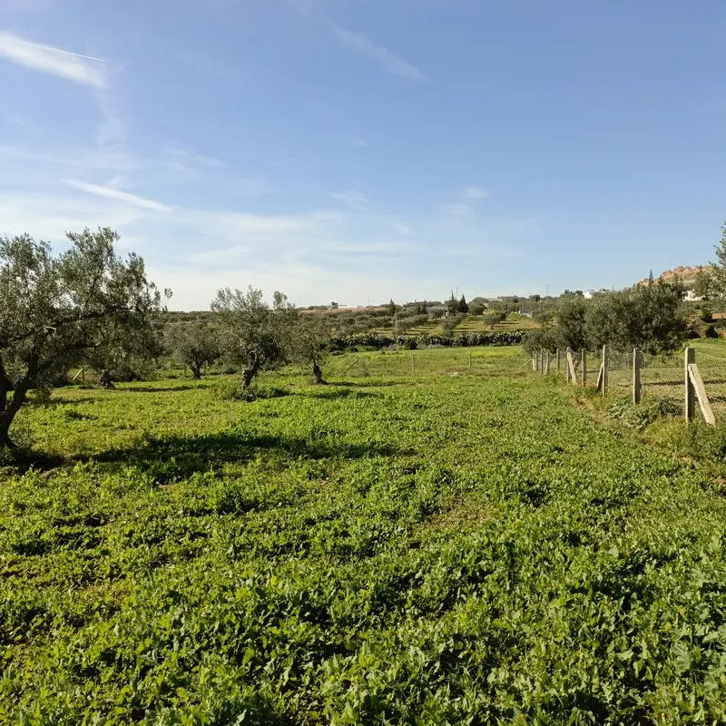 AV terrain 1680m à monchar hammamet sud