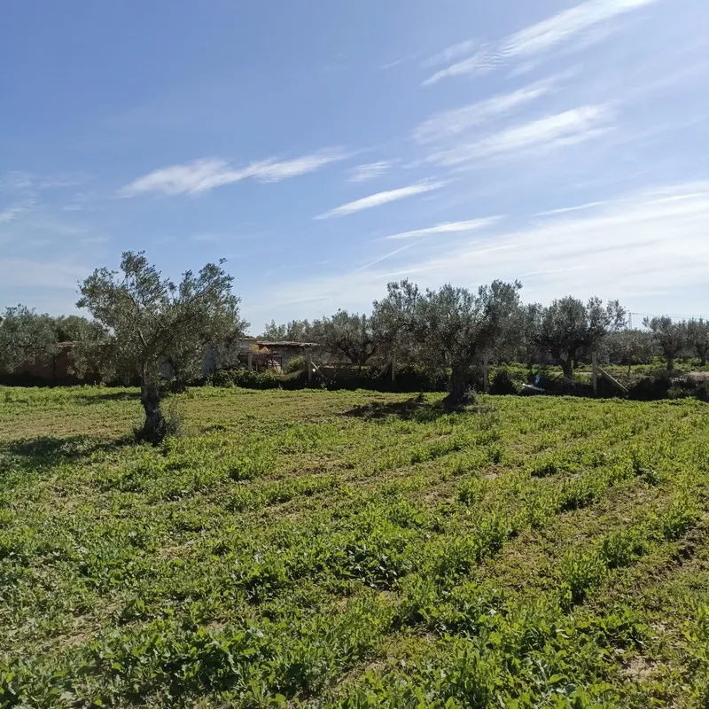 AV terrain 1680m à monchar hammamet sud