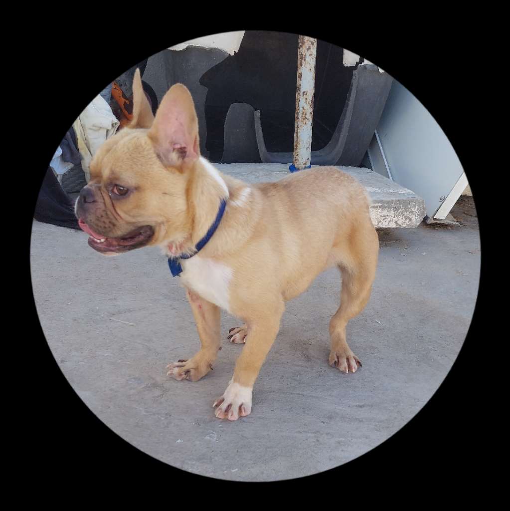 Bulldog français