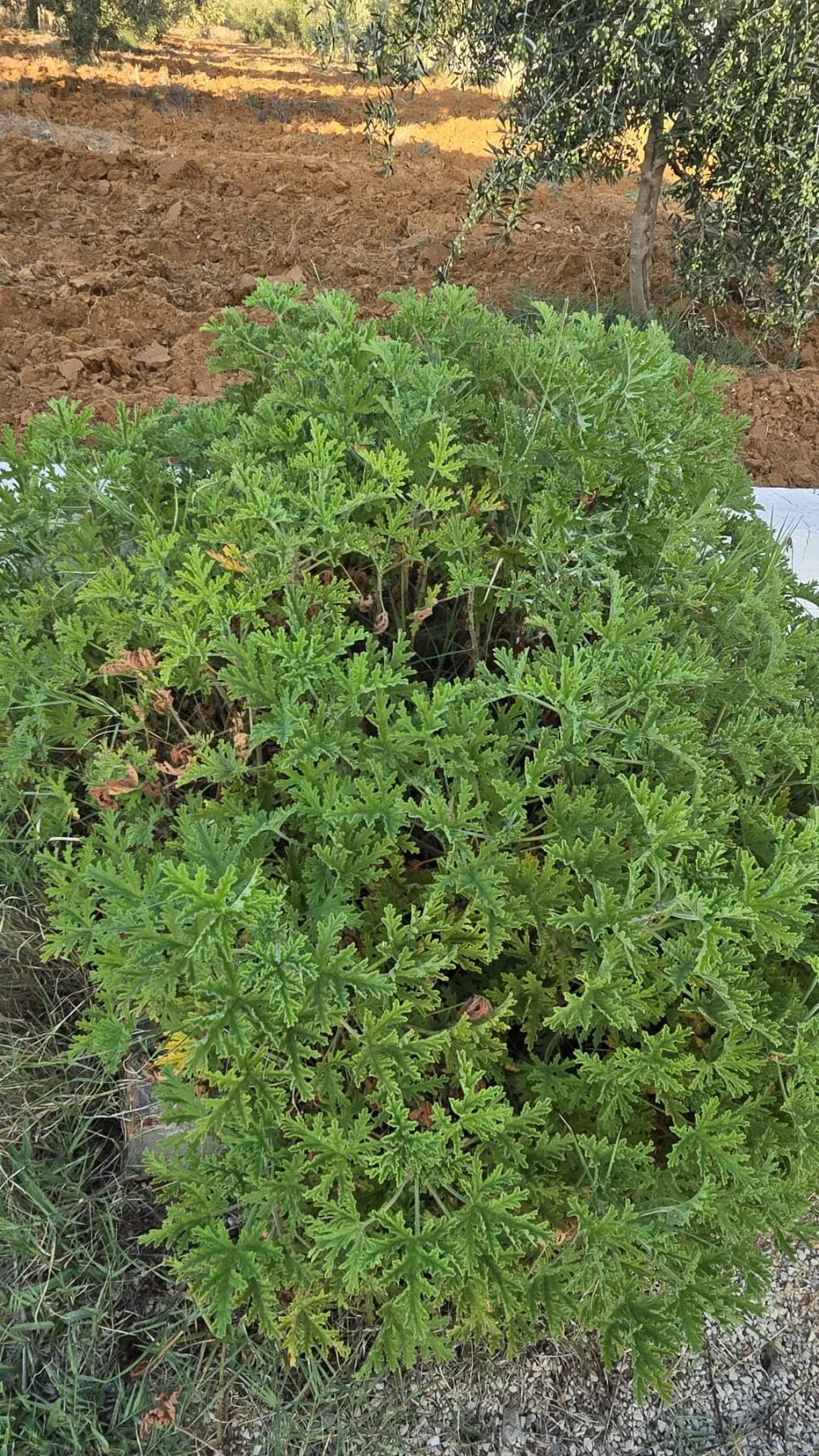 🌳Terrain Agricole Avec Maison Indépendante En Vente | Sidi Bou Ali 